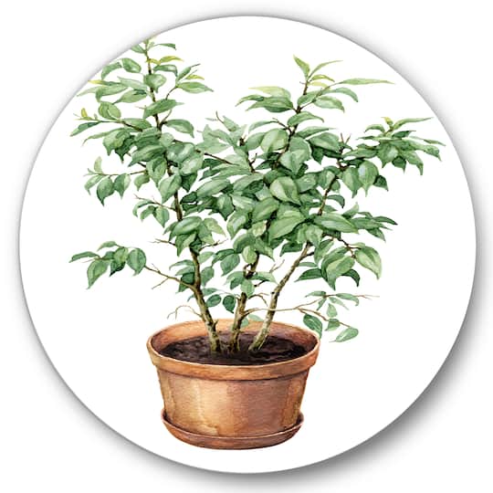 Designart - Ficus Benjamina In Clay Flowerpot